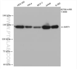 SIRT1 Rabbit, anti-Human, Clone: 2F11, Proteintech Quantity: 100 &mu;L:Antibodies