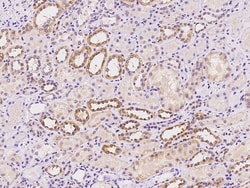 Sino Biological SIX4 Antibody, Rabbit PAb, Antigen Affinity Purified 100µL,