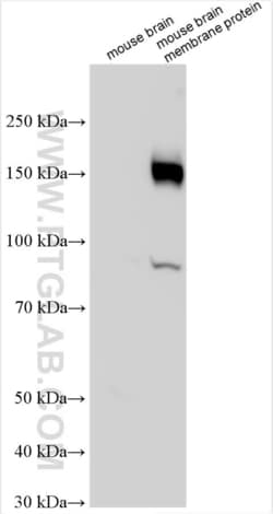 SLC4A10 Rabbit, anti-Human, Polyclonal, Proteintech:Antibodies:Primary