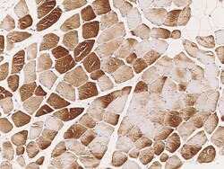 Sino Biological Anti-SLK Antibody, Rabbit Polyclonal, Quantity: Each of