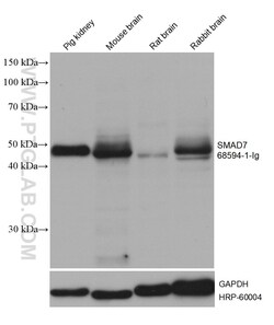 SMAD7 Mouse, anti-Human, Clone: 3D1C3, Proteintech Quantity: 150 &mu;L:Antibodies