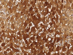 Sino Biological Anti-smad7 Antibody, Rabbit Polyclonal, Quantity: Each