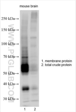 SNAT2 Rabbit, anti-Human, Polyclonal, Proteintech Quantity: 20 &mu;L:Antibodies