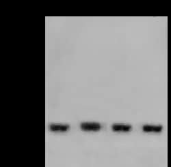 Sino Biological SOD1 Antibody, Rabbit PAb, Antigen Affinity Purified 100µL,