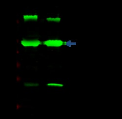 Sino Biological SOD2 Antibody, Rabbit MAb 100uL, Quantity: Each of 1