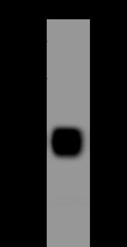 Sino Biological SPG3A / ATL1 Antibody, Rabbit PAb, Antigen Affinity Purified