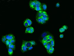 Sino Biological Anti-HAI-2/SPINT2 Antibody, Rabbit Polyclonal, Quantity: