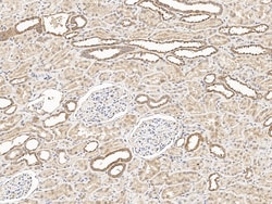 Sino Biological SRM Antibody, Rabbit PAb, Antigen Affinity Purified 100µL,