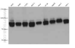 SSH3 Mouse, anti-Human, Clone: 1A9C9, Proteintech Quantity: 20 &mu;L:Antibodies