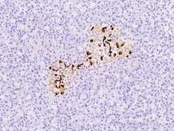 Sino Biological Anti-Somatostatin Antibody, Rabbit Polyclonal, Quantity: