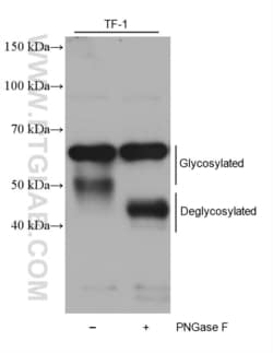 ST6GAL1 Mouse, anti-Human, Clone: 1F11G5, Proteintech Quantity: 150 &mu;L:Antibodies