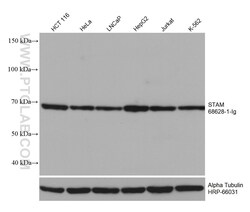 STAM Mouse, anti-Human, Clone: 1F5C2, Proteintech Quantity: 150 &mu;L:Antibodies