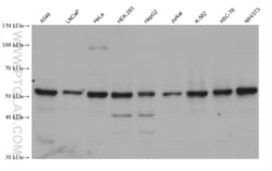 STK24 Mouse, anti-Human, Clone: 2B4C1, Proteintech Quantity: 20 &mu;L:Antibodies