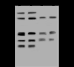 Sino Biological STX12 Antibody, Rabbit PAb, Antigen Affinity Purified 100µL,