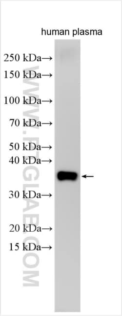 STX1A Rabbit, anti-Human, Polyclonal, Proteintech Quantity: 150 &mu;L:Antibodies