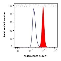 SUMO1 Rabbit, anti-Human, CoraLite Plus 488, Polyclonal, Proteintech:Antibodies:Primary