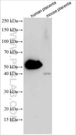 SYT8 Rabbit, anti-Human, Polyclonal, Proteintech:Antibodies:Primary Antibodies