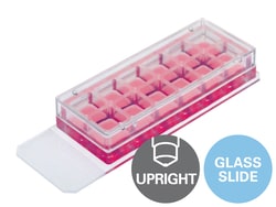 Ibidi 12 Well Chamber, Removable Chambered Coverglass | Buy Online | Ibidi | Fisher Scientific
