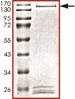 Sino Biological&nbsp;Recombinant Human TAF1 Protein (C-term, GST Tag)