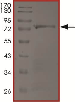 Sino Biological&nbsp;Recombinant Human TRAF1 Protein (Full Length, GST Tag)