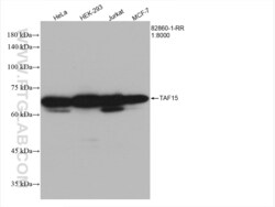 TAF15 Rabbit, anti-Human, Clone: 3L13, Proteintech:Antibodies:Primary Antibodies