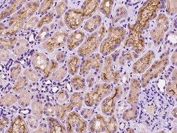 Sino Biological TAOK3 Antibody, Rabbit PAb, Antigen Affinity Purified 100uL,