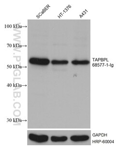 TAPBPL Mouse, anti-Human, Clone: 1D12C2, Proteintech Quantity: 150 &mu;L:Antibodies