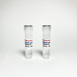 TRIBIOSCIENCE INC 2x Sybr qPCR Super Mix, ROX, 2 x 1.25 ML, Quantity: Each