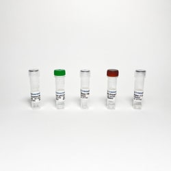 TRIBIOSCIENCE INC M13 Phage/Bacteriophage qPCR Titer, 100 RXNs