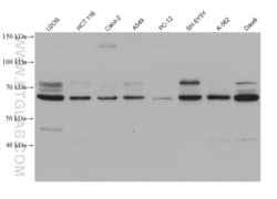 TCF4 Mouse, anti-Human, Clone: 1C9A1, Proteintech Quantity: 150 &mu;L:Antibodies