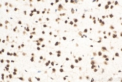 TDP-43 (C-terminal) Rabbit, anti-Human, Biotin, Polyclonal, Proteintech:Antibodies:Primary