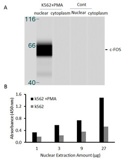 Raybiotech Inc Human c-Fos Transcription Factor Activity Assay., Quantity: