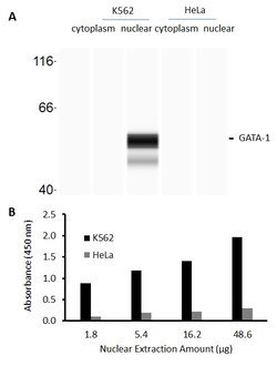 Raybiotech Inc Human GATA-1 Transcription Factor Activity Assay., Quantity: