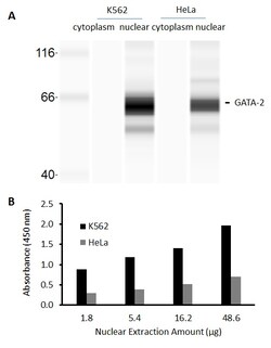 Raybiotech Inc Human GATA-2 Transcription Factor Activity Assay., Quantity: