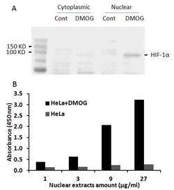 Raybiotech Inc Human HIF-1α Transcription Factor Activity Assay., Quantity: