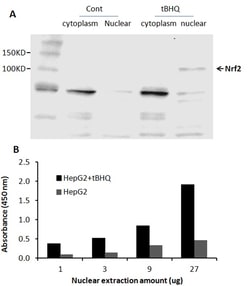 Raybiotech Inc Human NRF2 Transcription Factor Activity Assay., Quantity: