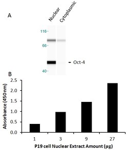 Raybiotech Inc Human OCT4 Transcription Factor Activity Assay., Quantity: