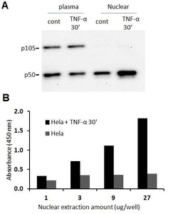 Raybiotech Inc Human NF-κB p50 Transcription Factor Activity Assay., Quantity: