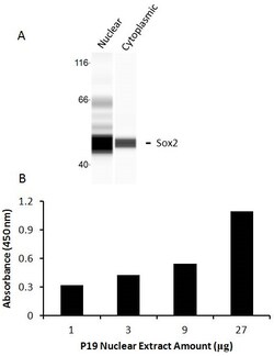 Raybiotech Inc Human SOX2 Transcription Factor Activity Assay., Quantity: