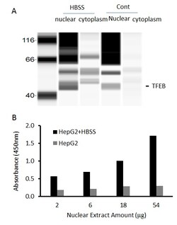 Raybiotech Inc Human TFEB Transcription Factor Activity Assay., Quantity: