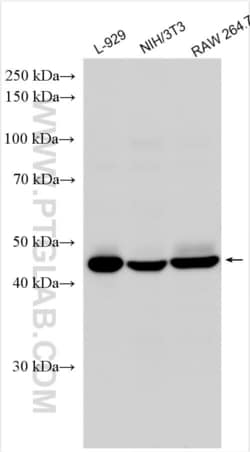 TGF beta 1 Rabbit, anti-Mouse, Polyclonal, Proteintech Quantity: 20 &mu;L:Antibodies