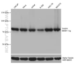 THOP1 Mouse, anti-Human, Clone: 1B11A11, Proteintech:Antibodies:Primary