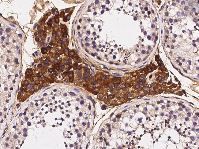 CD314 (NKG2D) Monoclonal Antibody (CX5), APC (17-5882-82)