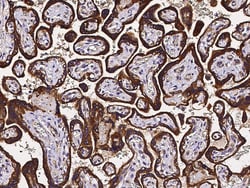 Sino Biological Recombinant Anti-DcR2/TRAIL R4 Antibody, Rabbit Monoclonal,