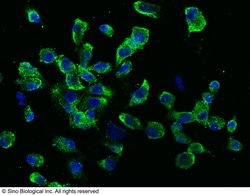 Sino Biological TNFRSF11A Antibody, Rabbit PAb, Antigen Affinity Purified