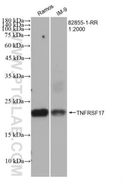 TNFRSF17 Rabbit, anti-Human, Clone: 5H7, Proteintech:Antibodies:Primary