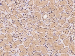 Sino Biological TNXB Antibody, Rabbit PAb, Antigen Affinity Purified 100uL,