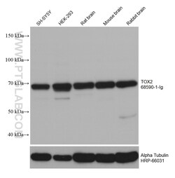 TOX2 Mouse, anti-Human, Clone: 2G12A7, Proteintech Quantity: 20 &mu;L:Antibodies