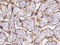 Sino Biological Anti-5T4/TPBG Antibody, Rabbit Polyclonal, Quantity: Each