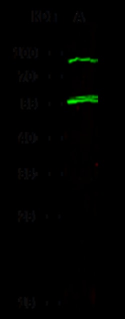 Sino Biological Tryptophan Hydroxylase 1 / TPH1 Antibody, Rabbit MAb 100µL,
